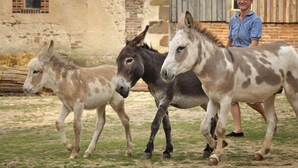 Tres burros caminando por un sendero de tierra con una persona detrás.
