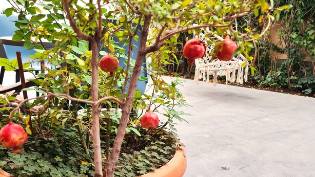 A potted tree with red fruits, possibly pomegranates, in a garden setting. - Economy Type Rooms (Yerevan)