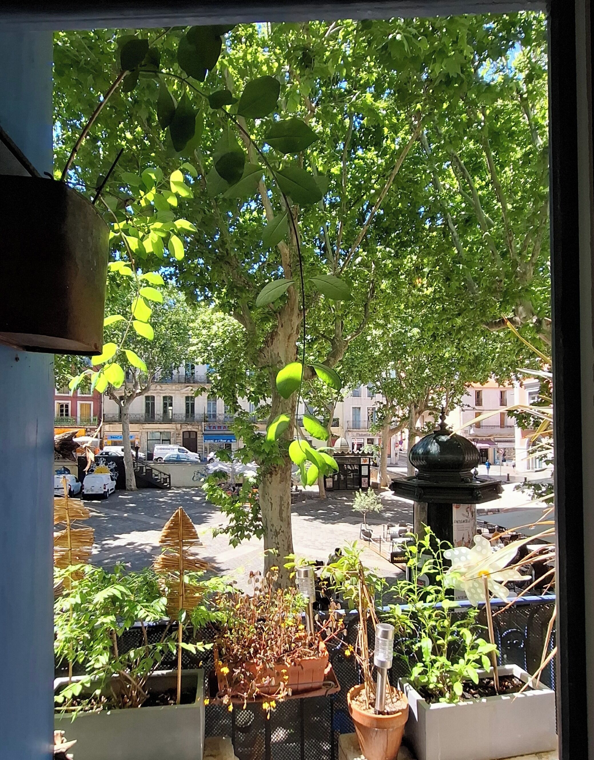 Une vue à travers une fenêtre donnant sur une rue, avec un arbre, des plantes en pot et une fontaine.