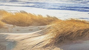 En strand med sanddyner och vågor som slår in mot land.