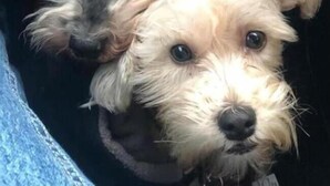 Twee honden in een beperkte ruimte.