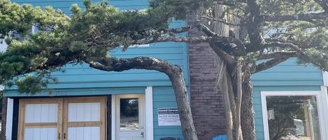 A building with a blue exterior, a wooden door, and a large tree in front.