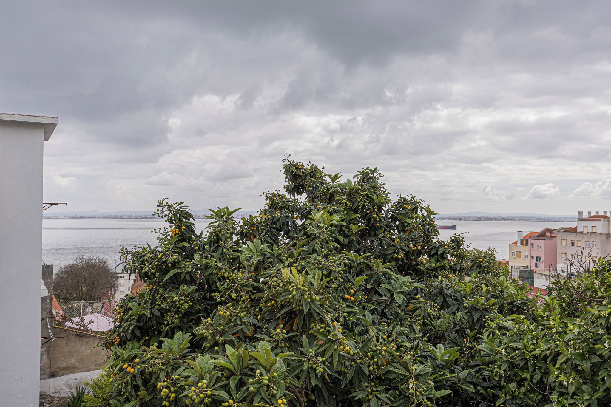 A view of a coastal area with a body of water, a dense green bush in the foreground, and buildings in the background.