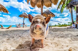 Ein Schwein an einem sandigen Strand mit Reetdachschirmen und Palmen im Hintergrund.