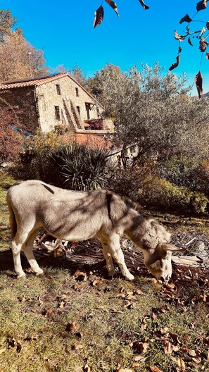 Un cheval broute dans un champ herbeux, avec un bâtiment en pierre en arrière-plan.