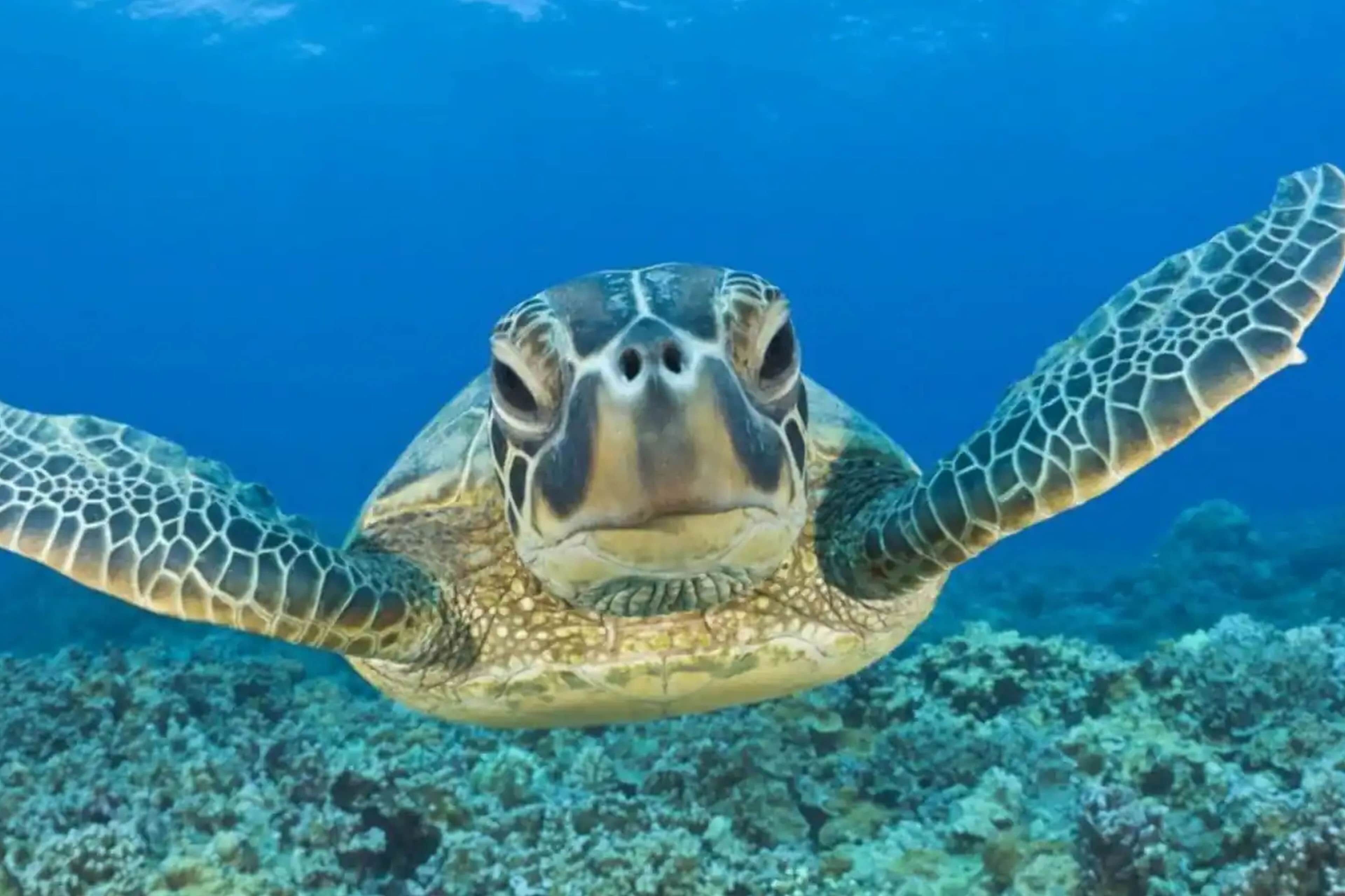 A sea turtle swimming underwater with a coral reef in the background.