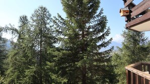 A wooden deck with a birdhouse and dense evergreen trees in the background.