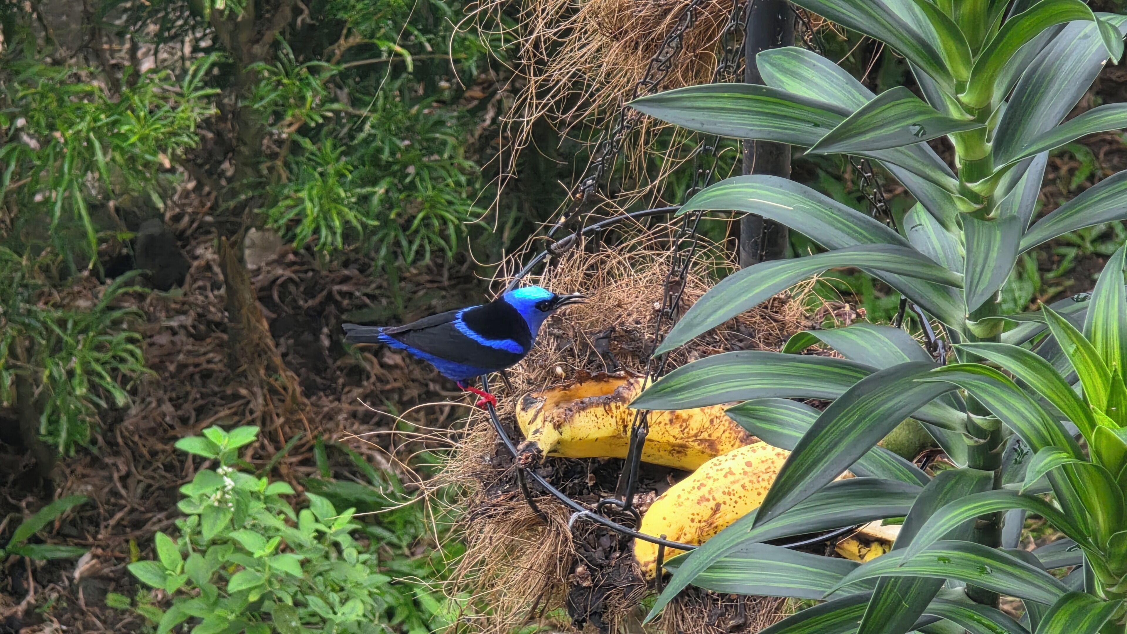 A bird perched on a nest with a banana nearby.