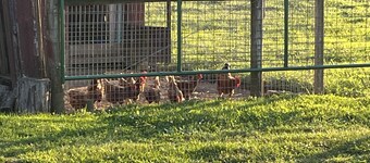 Cozy 3-bedroom cottage encased by expansive country pastures!