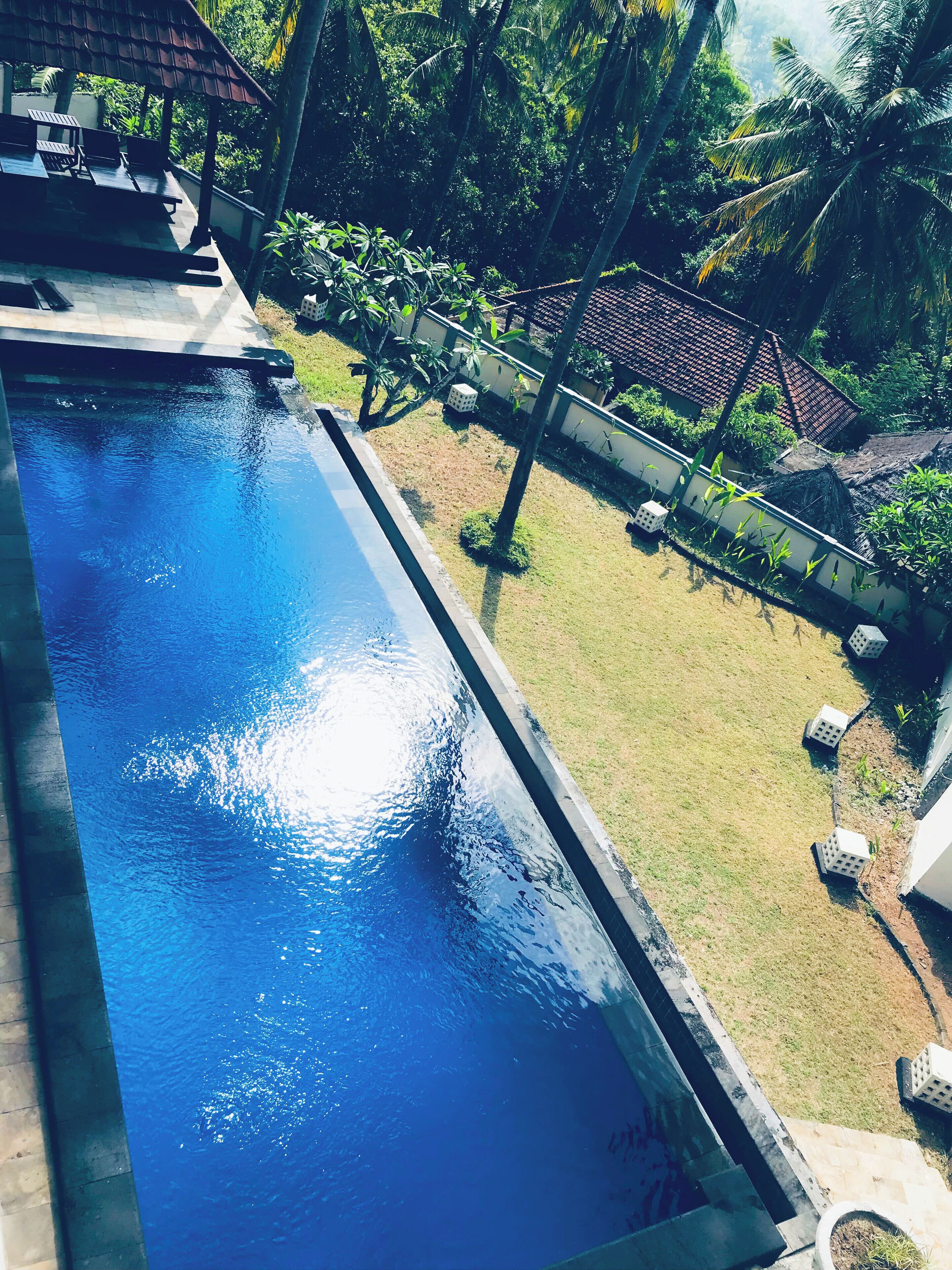 Una piscina rectangular con agua azul cristalina, rodeada por un césped y palmeras.