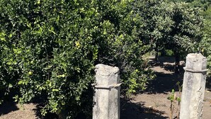 Un jardin agrémenté de piliers en pierre, de plantes en pot et d’un décor de feuillage dense.