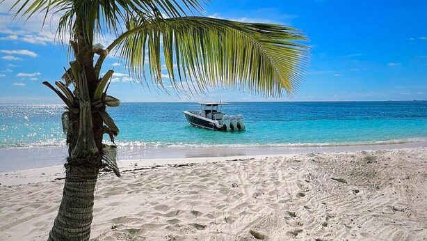 Ein Strand mit einer Palme und einem Boot im Wasser.