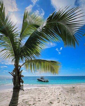 A beach with a palm tree and a boat in the water.