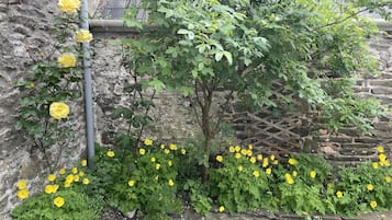 House | Property grounds