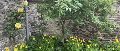 House | Property grounds