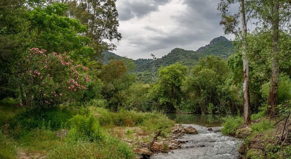 Un río que serpentea por una zona boscosa, con una montaña al fondo.