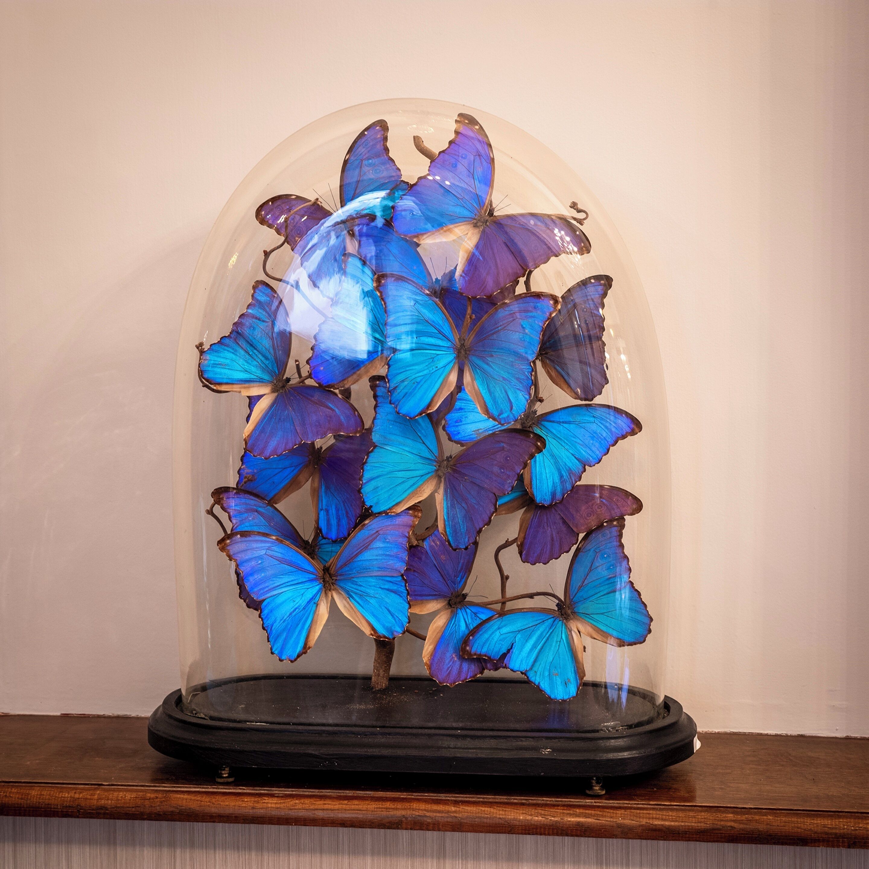 A display of blue butterflies under a dome.