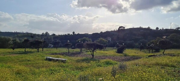 Paisaje rural con árboles dispersos y cielo despejado.