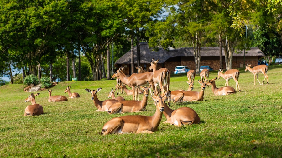 Kruger Park Lodge Unit No. 216