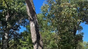 Un panneau indicateur en bois portant les noms des localités avoisinantes, comme Fox Hollow Lane, Collett, Jenkins et Tindall.