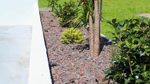 Un jardín ajardinado con una palmera, arbustos pequeños y un sendero de grava.