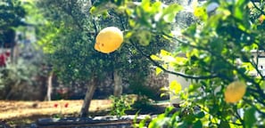 Habitación, 1 habitación, fumadores, balcón | Jardines del alojamiento