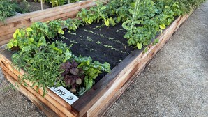 Un huerto con bancales elevados, diversas plantas y un letrero que indica 'berry'.