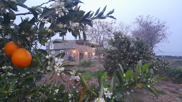 A house with a garden, surrounded by trees and plants. - EntreOlivos (Badajoz)