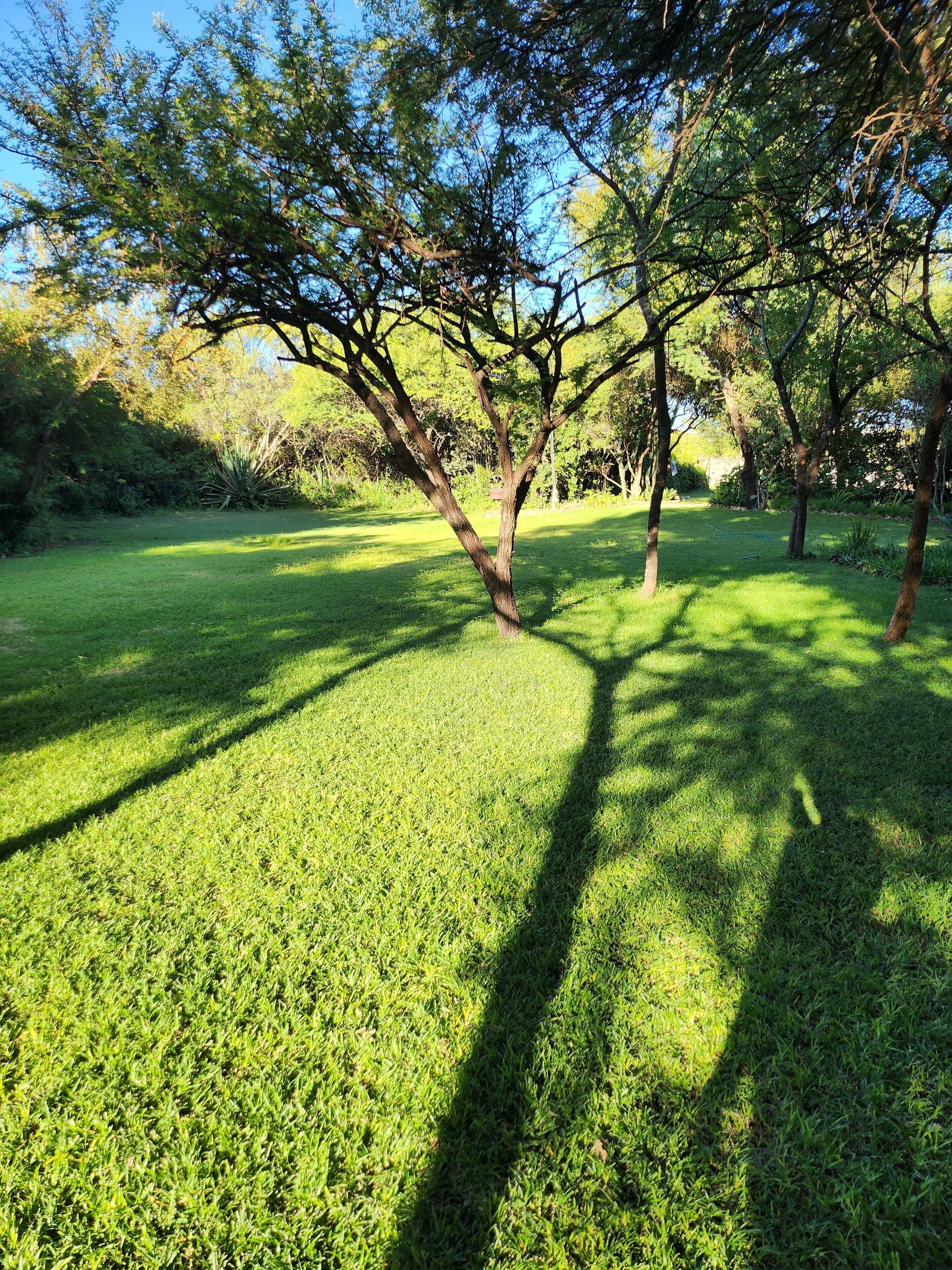 Un área verde y bien cuidada con árboles que dan sombra.
