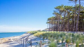 En sandstrand med ett trästaket och höga tallar.