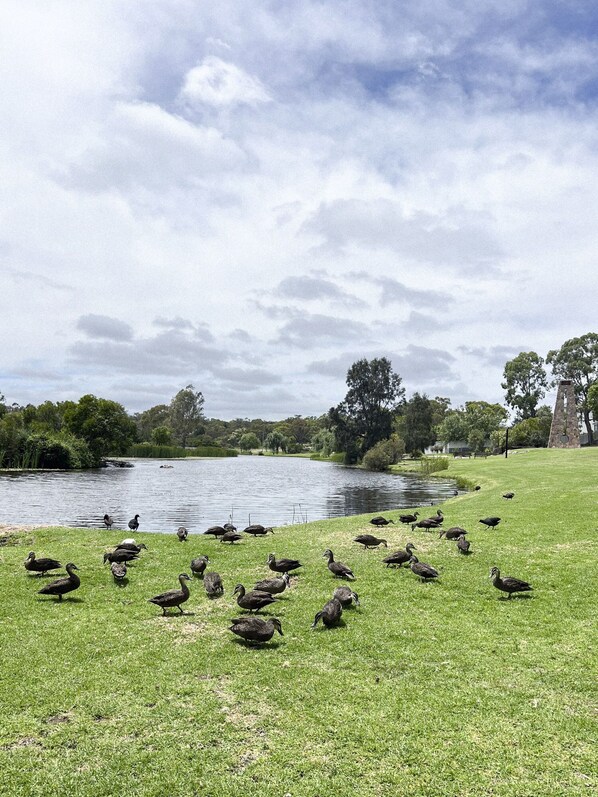 A grassy area with a pond and ducks. - Siena Stanthorpe - Comfort and style in a great location! (Stanthorpe)