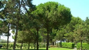 Un sentier qui traverse un parc, bordé d’arbres et d’une haie.