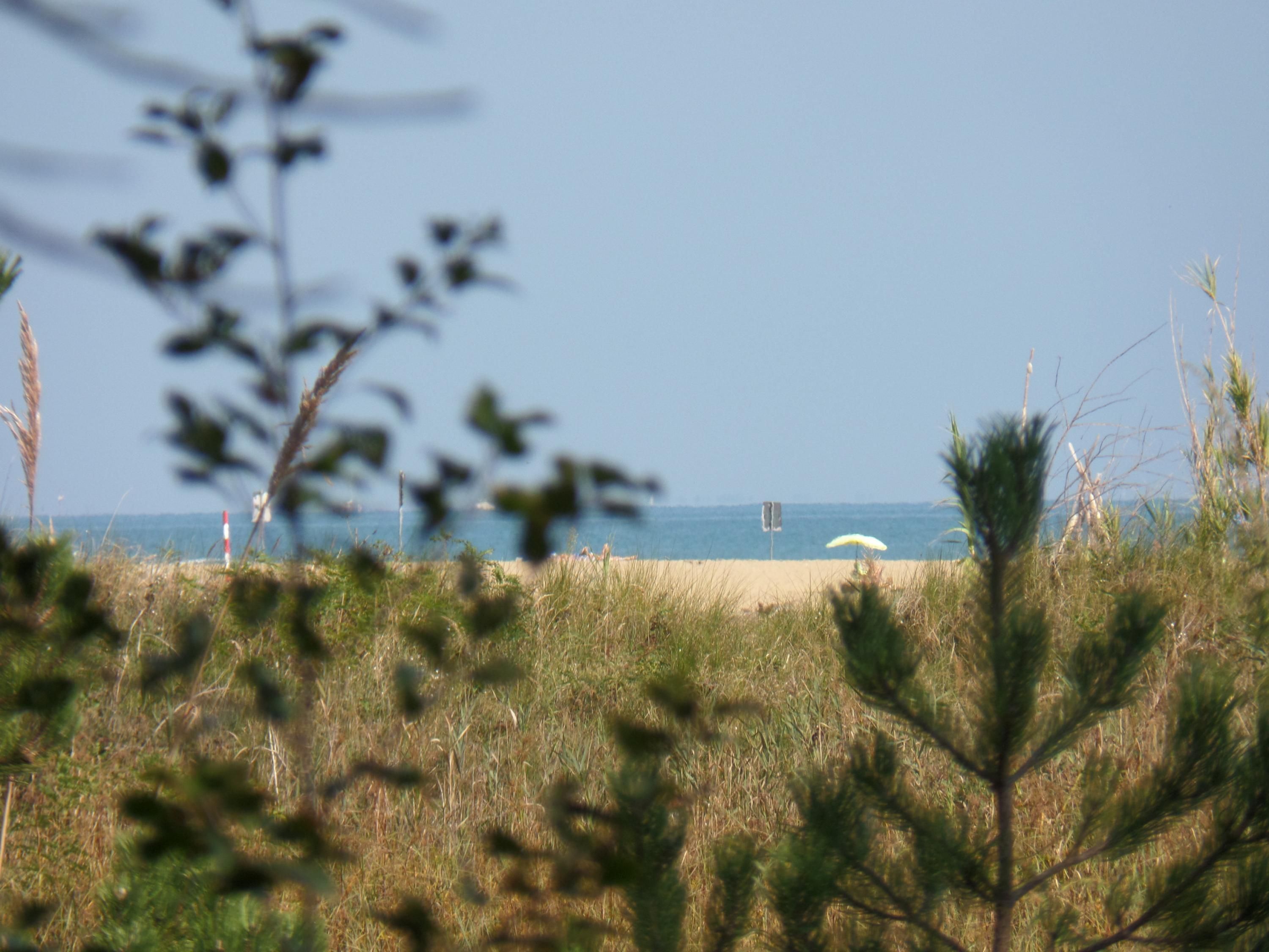 Een strand met een zandstrand, wat begroeiing en een heldere lucht.