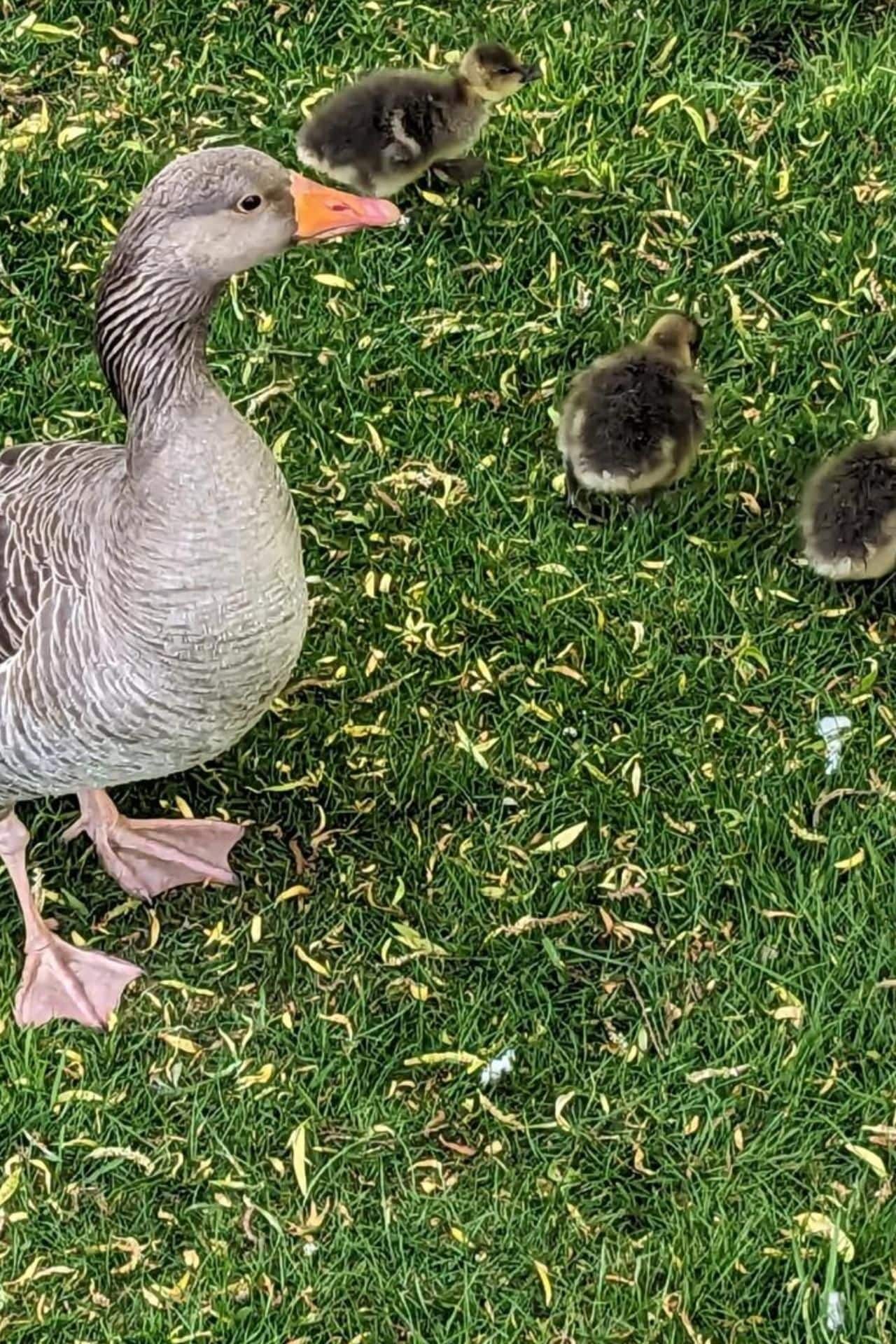 Une oie avec ses oisillons sur une surface herbeuse.