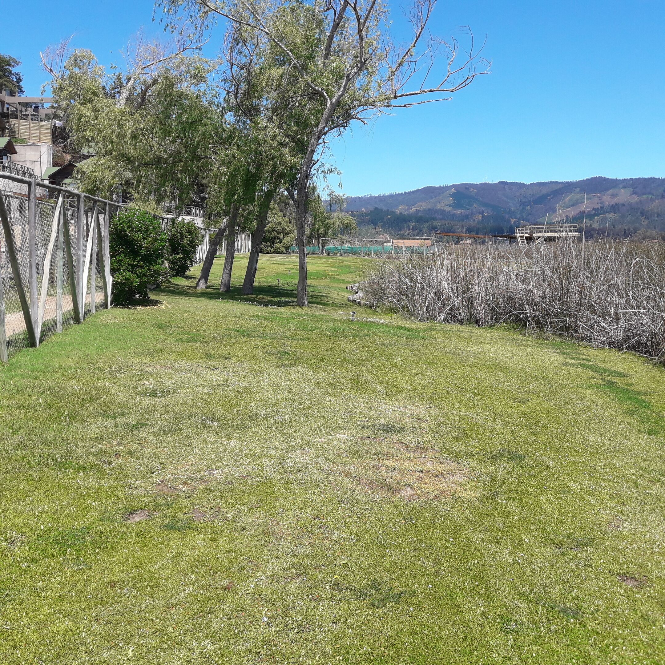 A grassy outdoor area with trees and a fence.