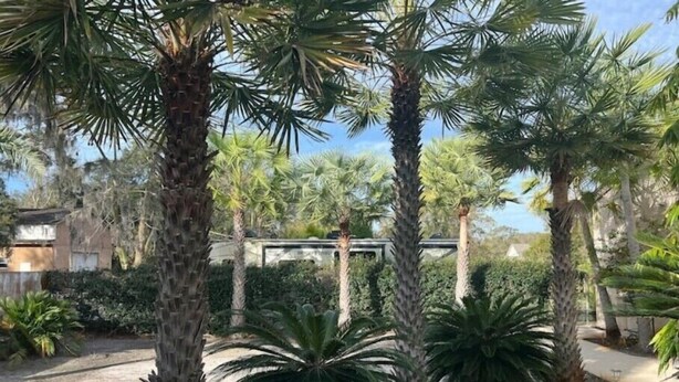 A landscaped area with palm trees and a concrete pathway. - Spacious Pool House....completely Private!! (Lakeland)