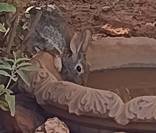 A rabbit near a water feature with a stone structure.