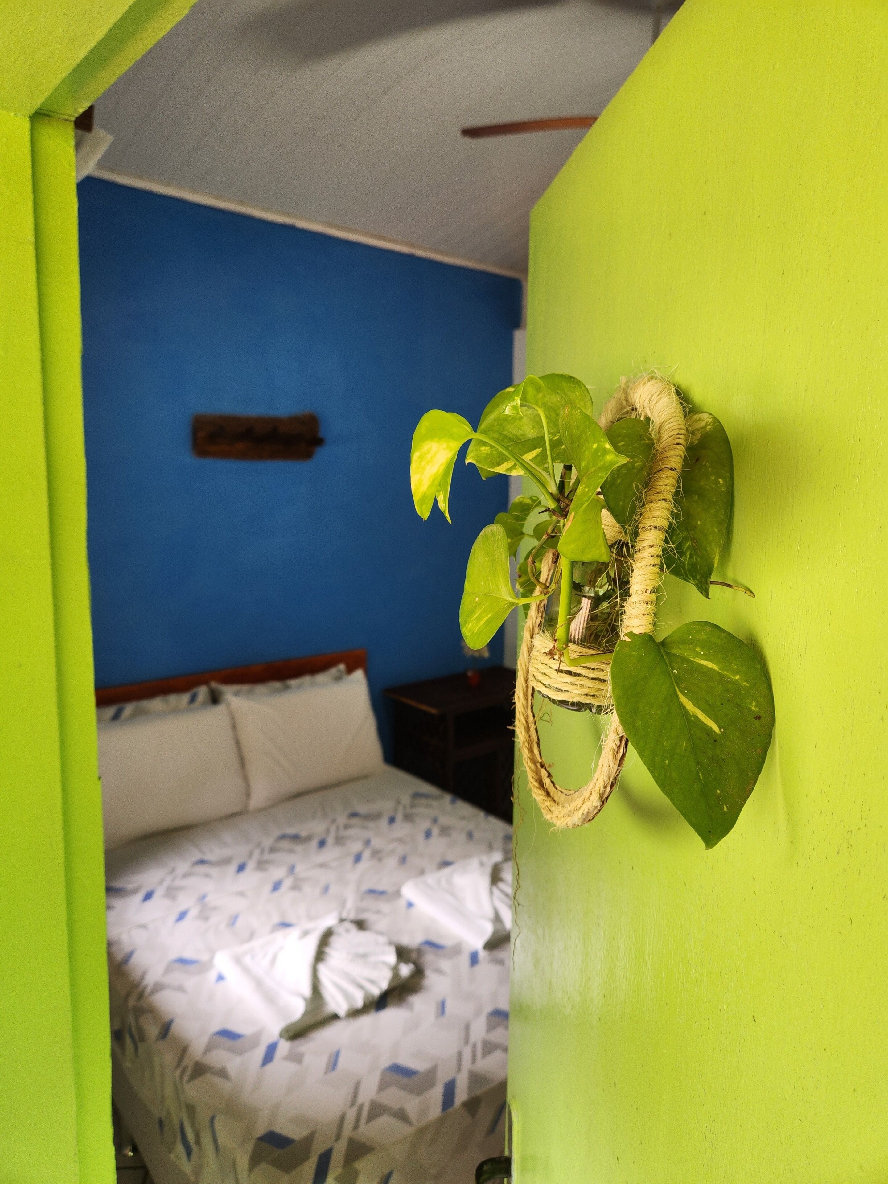 A room with a bed, a blue wall, and a green wall with a plant.