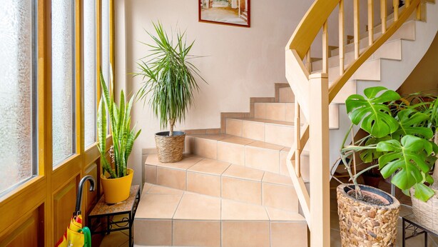 A staircase with a wooden handrail, a potted plant on the landing, and a framed picture on the wall.