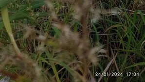 A field with tall grass and a distant structure. - Oi Beach (Maamigili)