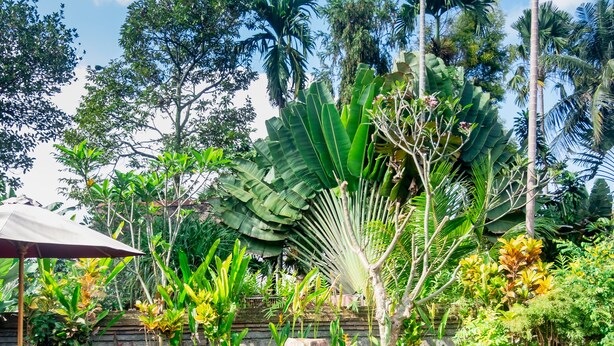 A clear pool with a stone centerpiece, surrounded by tropical plants and palm trees. - Sandora Homestay by Supala (Ubud)