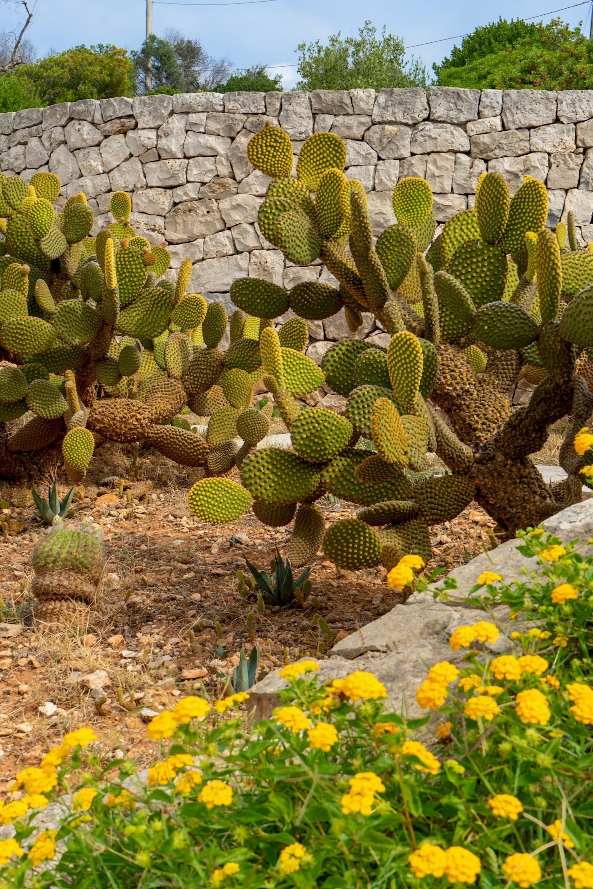 A cactus garden with a stone wall in the background.