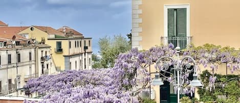 A street view with a pharmacy, a building with a yellow facade, and purple wisteria flowers.