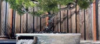 Redwood Tree-O - Pool Hot Tub PS5