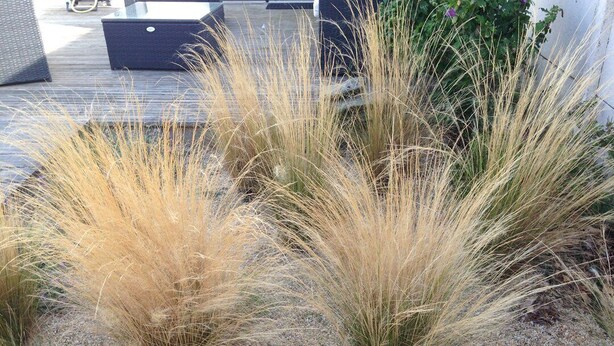 A garden area with tall, dry grass plants and a wooden deck in the background. - La Nantaise de la mer Saint Hilaire de Riez (SAINT HILAIRE DE RIEZ)