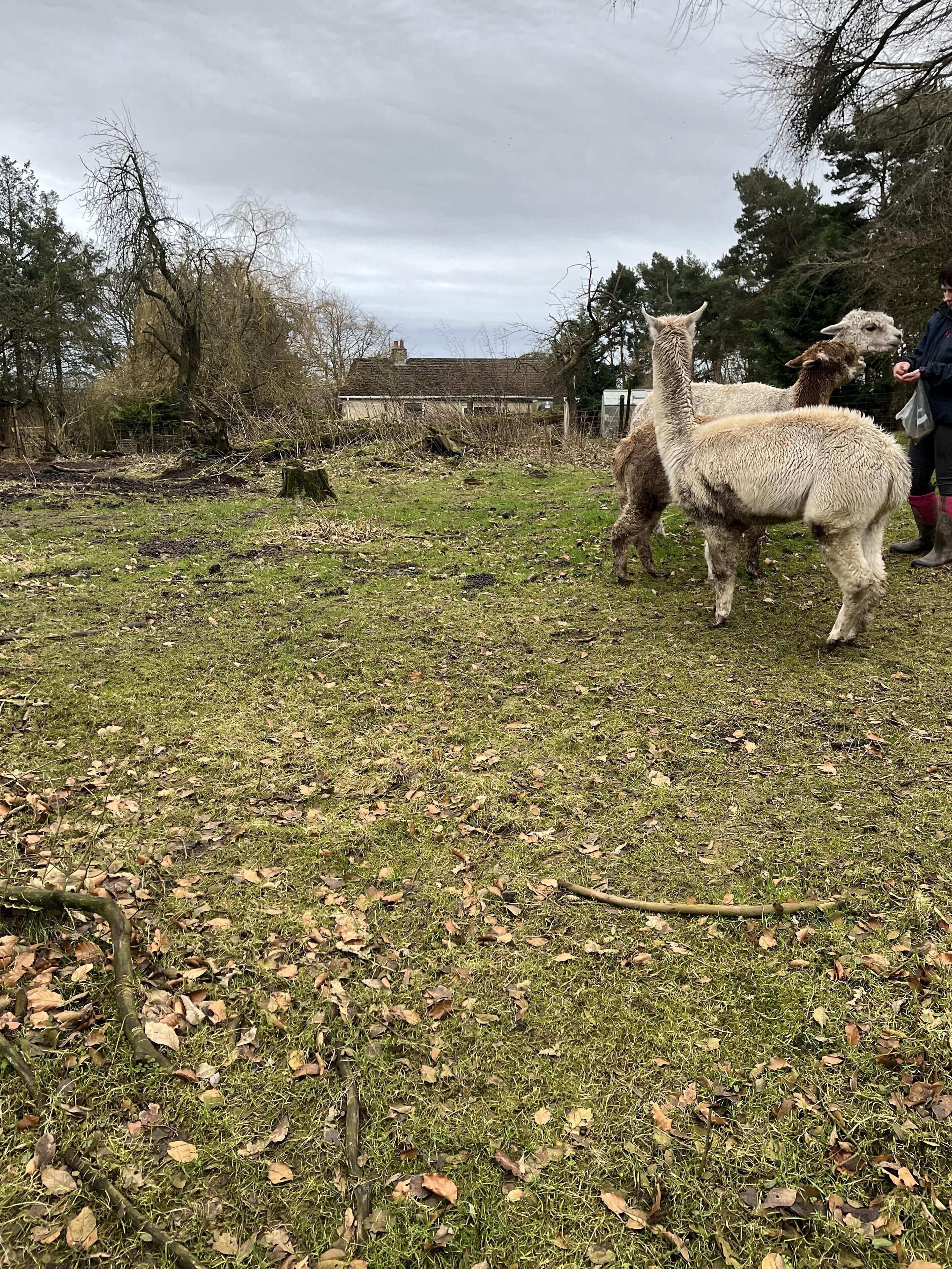A grassy field with two llamas and a person in the background.