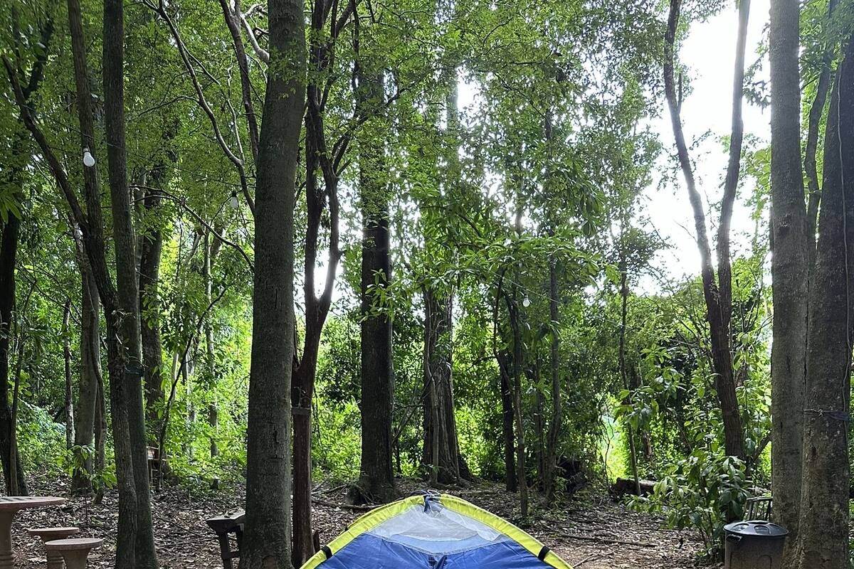 Uma tenda azul e amarela montada em área arborizada com árvores e chão de terra.