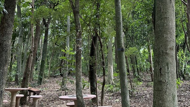 A forest with several stone tables and benches. - Recanto das Videiras (Itapira)