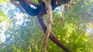 A tree with thick branches and a rough bark texture. - Recanto das Videiras (Itapira)