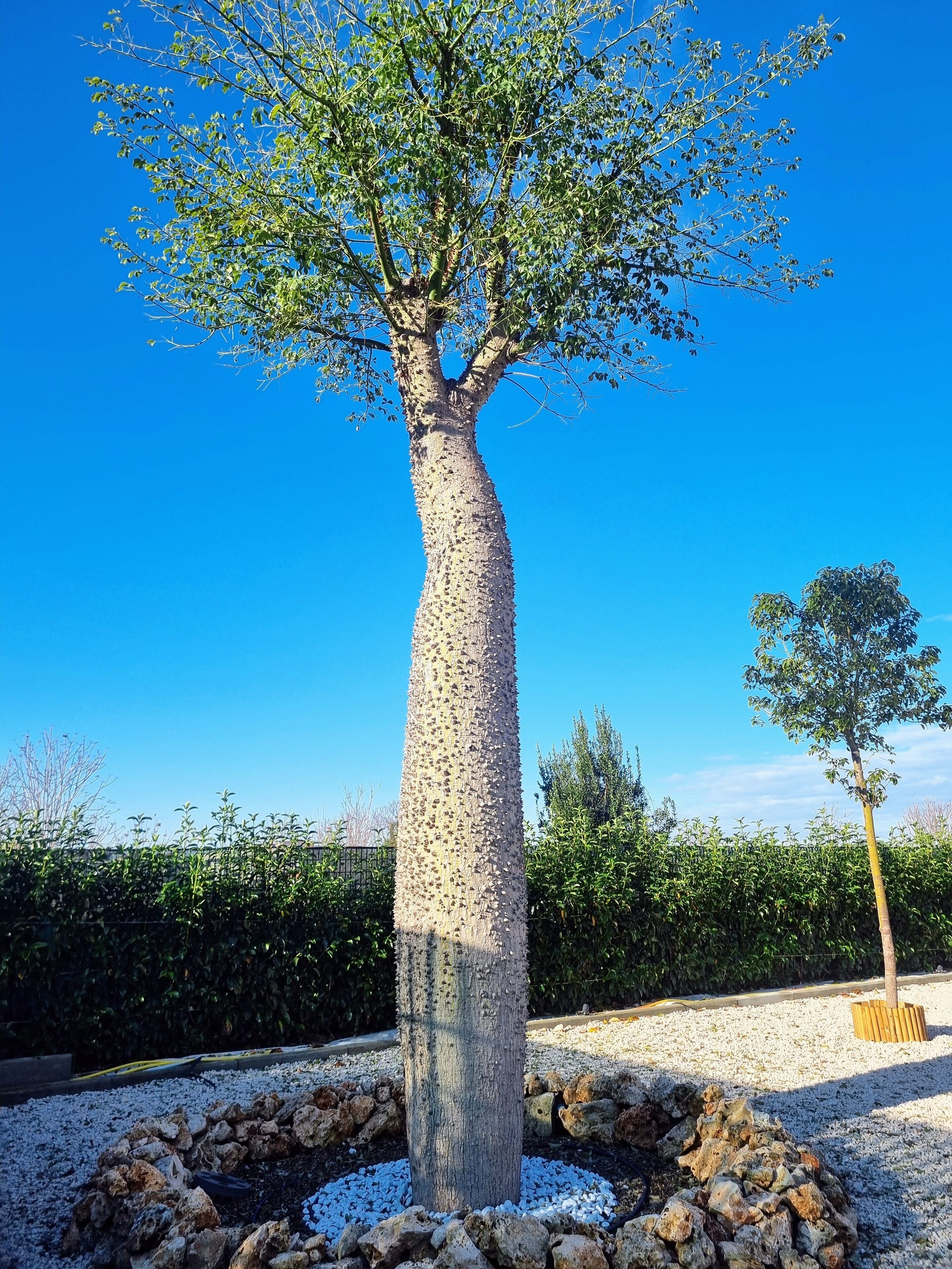 A tall tree with a unique trunk design surrounded by a gravel and rock border.